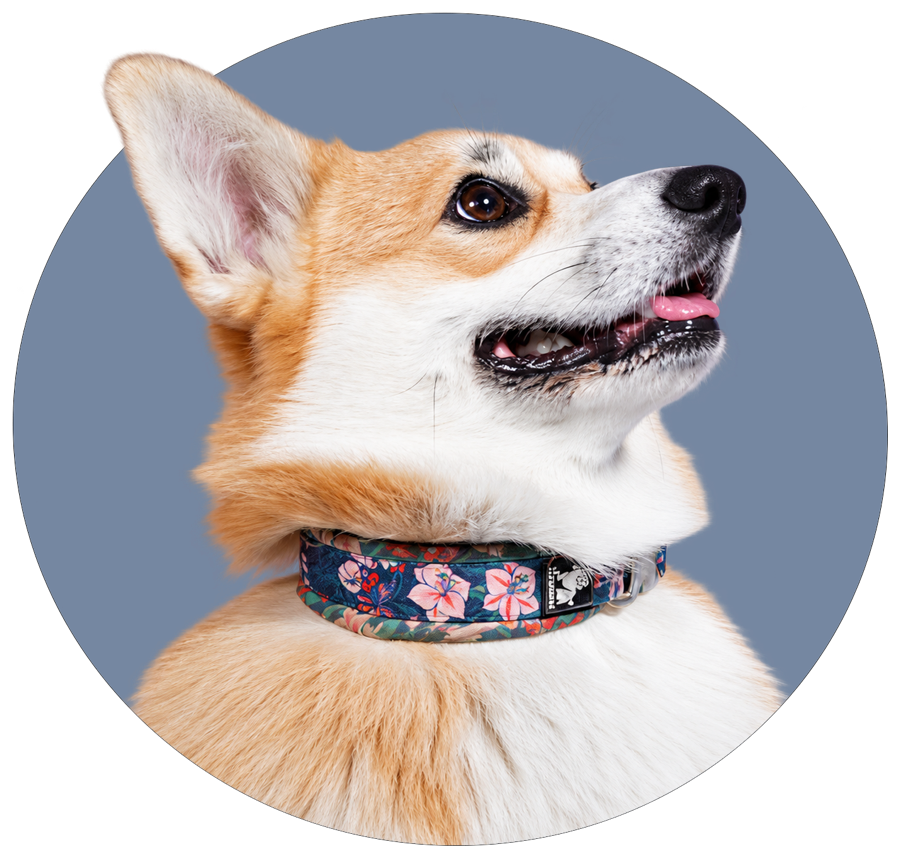 Un corgi souriant portant un collier fleuri, sur un fond rond bleu-gris