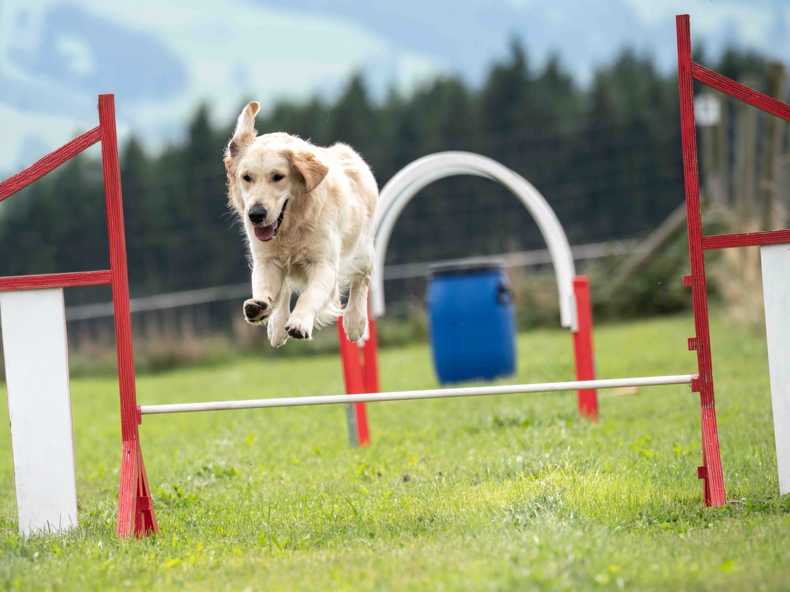 Agility & NADAC — Bulle&Dogs