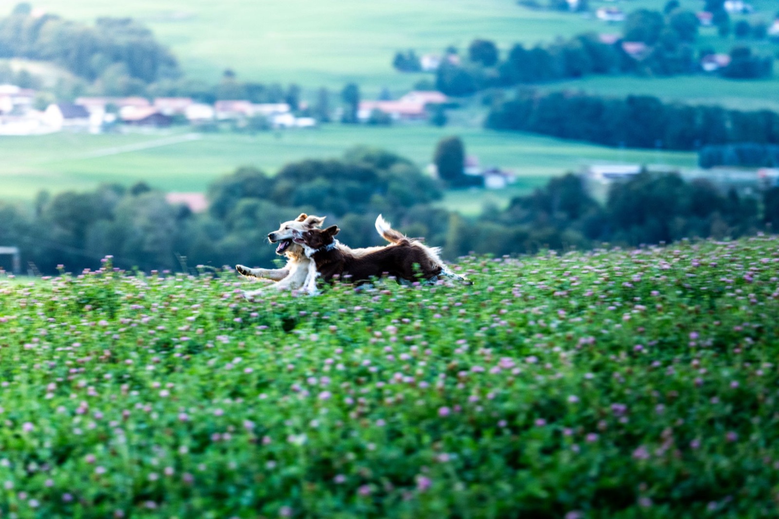 Deux chiens courant dans un champ de trèfle, au-dessus de la vallée