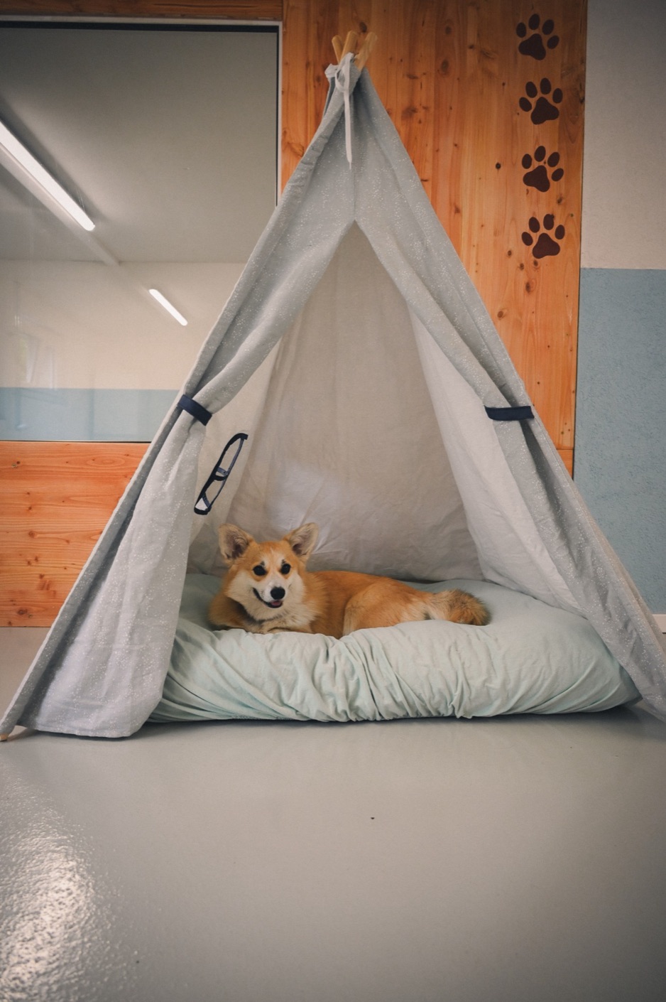 Un corgi installé dans un tipi, dans les locaux de la crèche