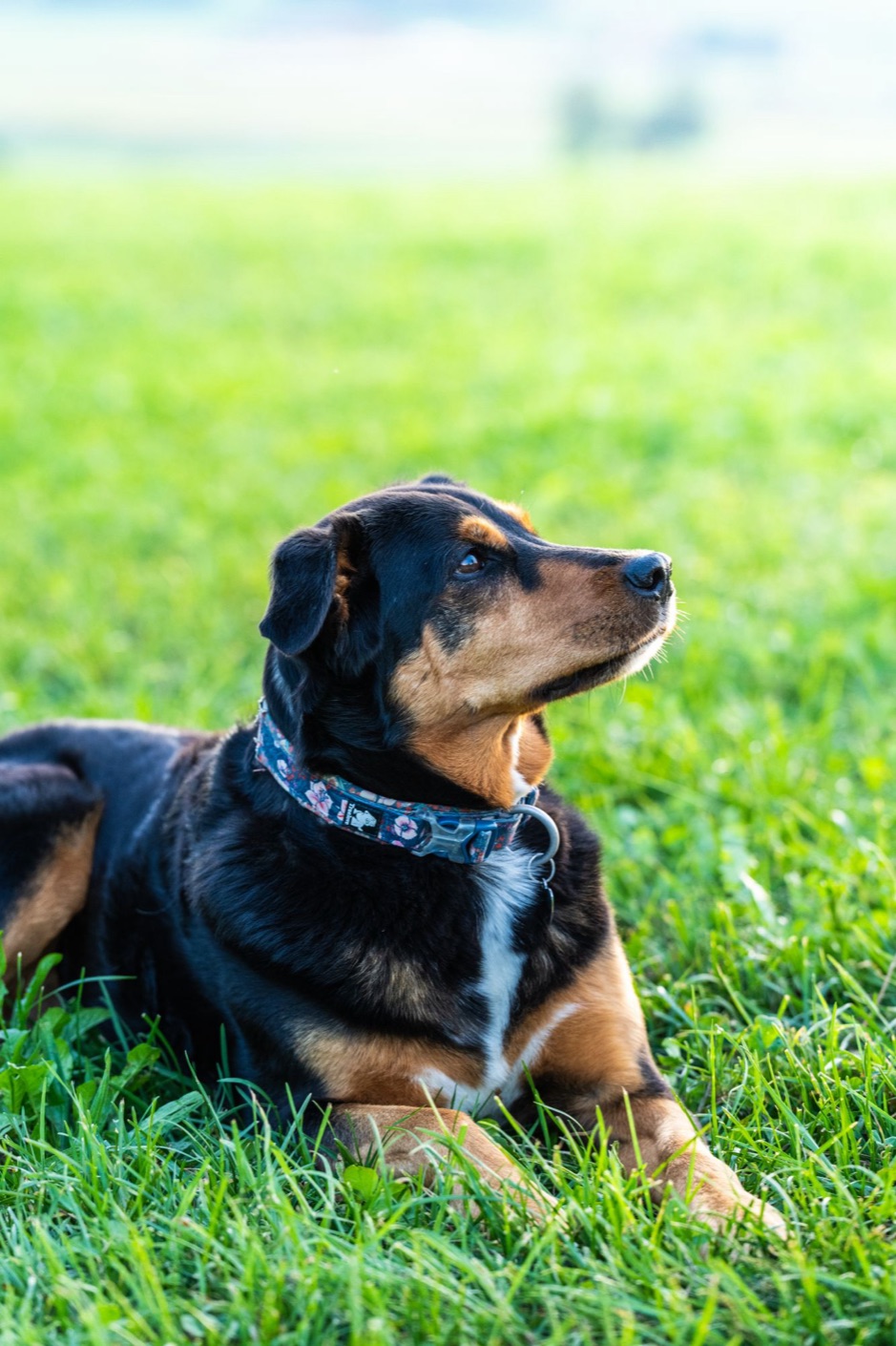 Un chien couché dans l’herbe, attentif à son maître