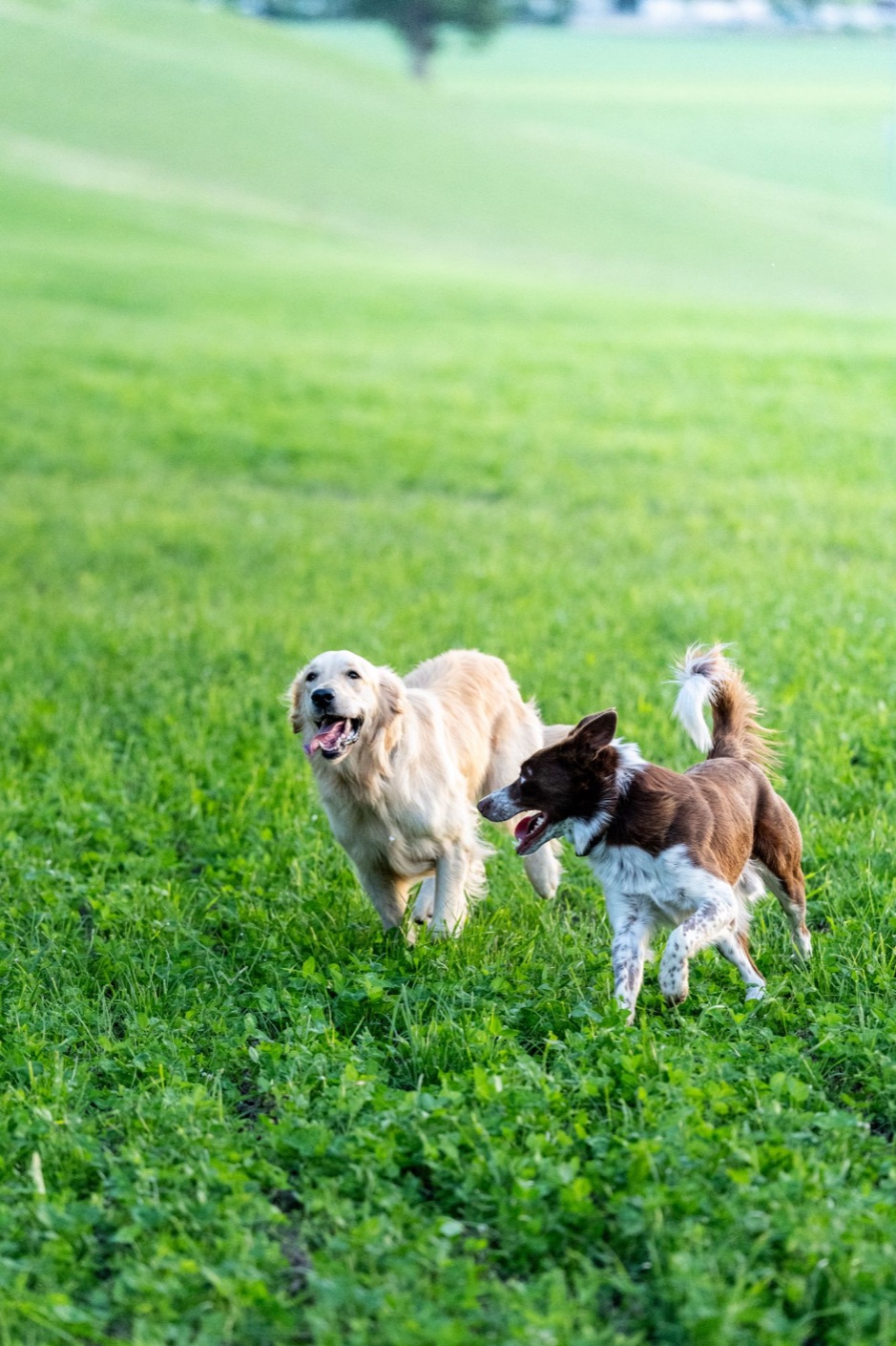 Deux chiens courant côte à côte dans un pré, pendant une promenade