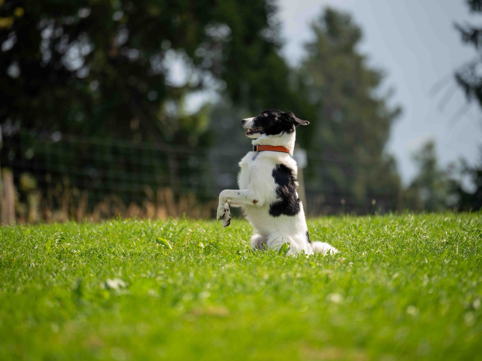 Sport / plaisir — Bulle&Dogs