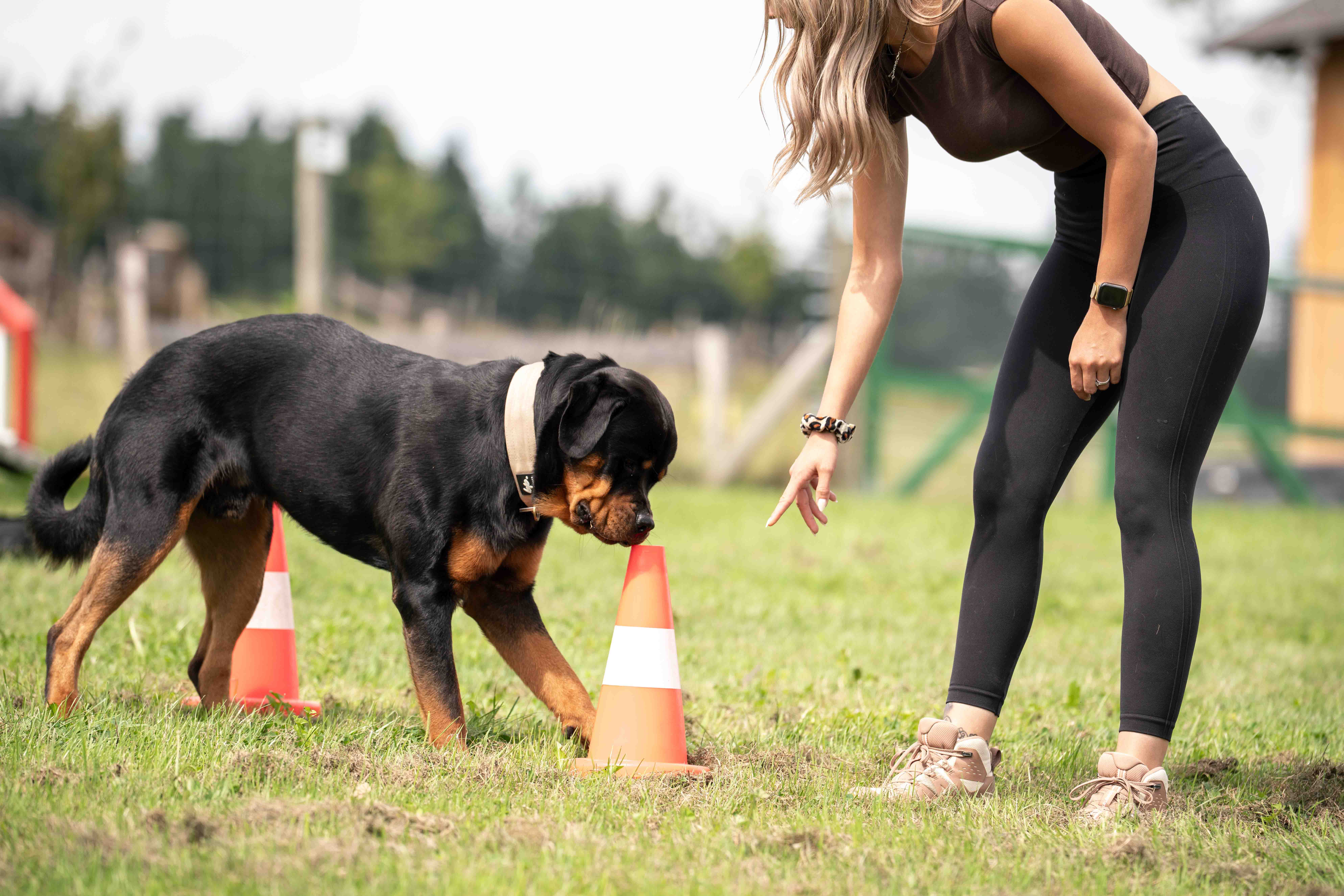 Flair/piste pour chien, cours de flair, cours de piste, recherche